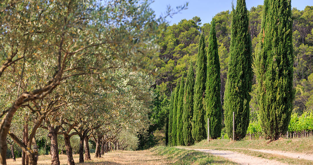 The path to the domain, with Cypresses on the side of the road.