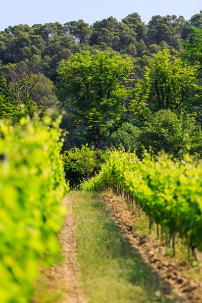 rows of vines