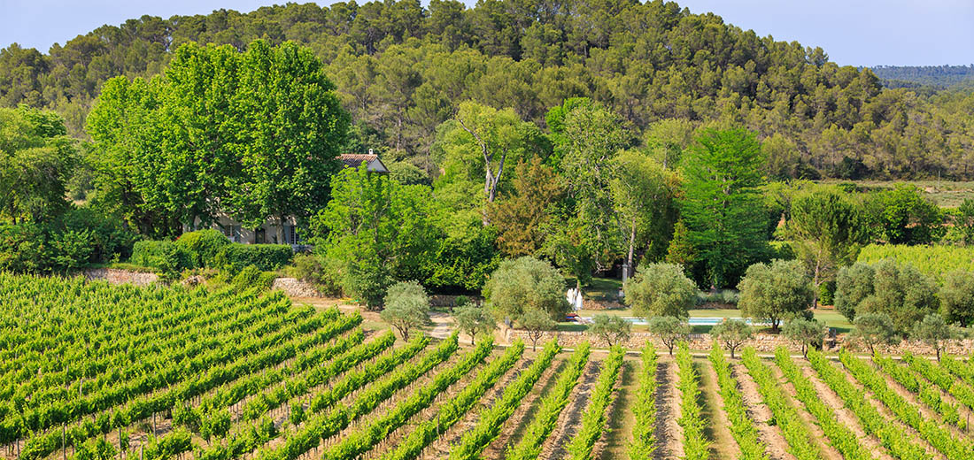 Des vignes en clairières